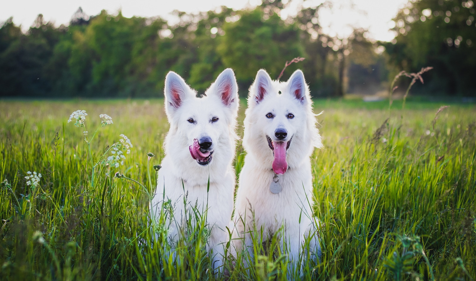 Vegan Diet For Dogs Linked to Better Health, New Study Finds