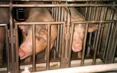 Thousands of Dead Pigs Found in Chinese River