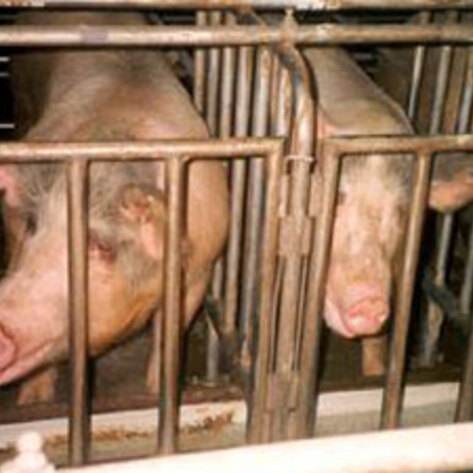 pigs11