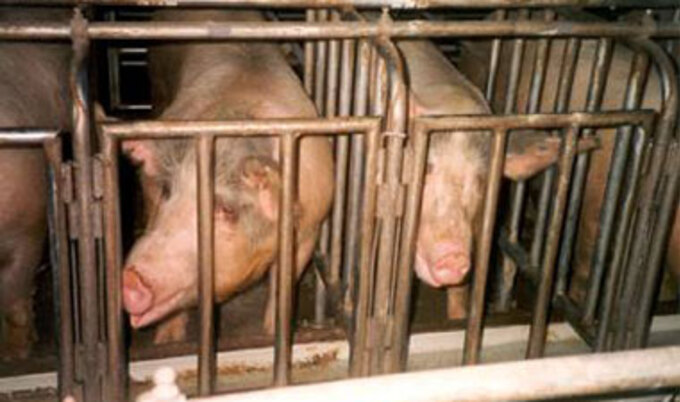 pigs11