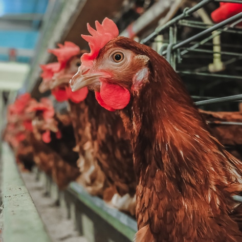 Nearly 23 Million Birds Dead As Avian Flu Wipes Out Farms in 29 States