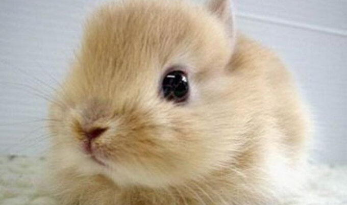 babybunny