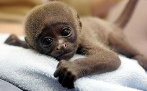 International Animal Rights Day