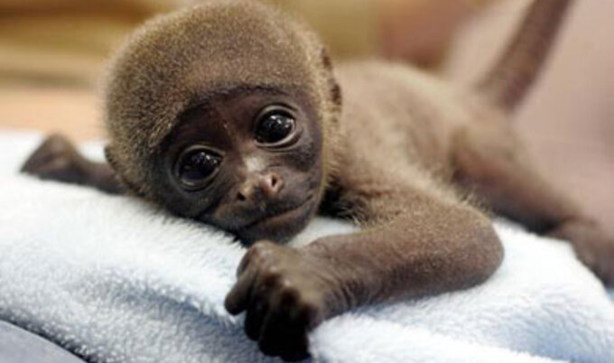 babymonkey
