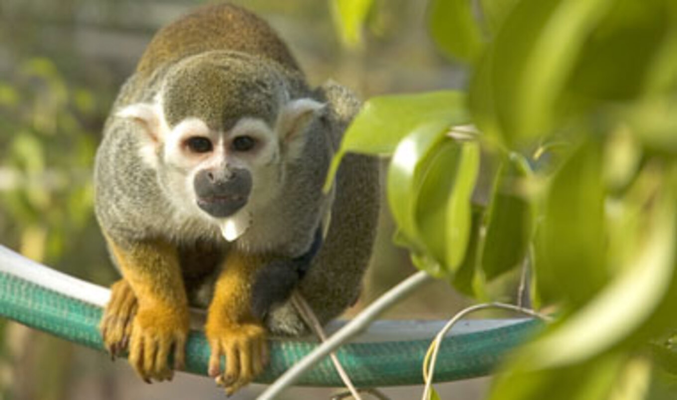 Costa Rican Newspaper Gives Vegan Travel Tips