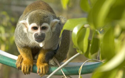 NASA Stops Monkey Experiments