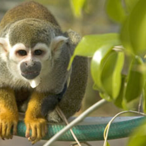 Costa Rica To Free Animals in Public Zoos