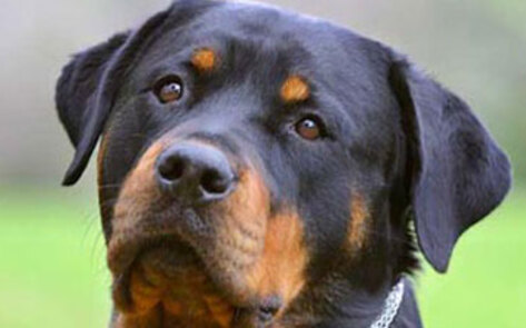 Pet Preparation for Incoming Winter Blizzards