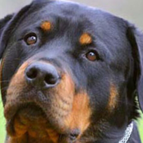 125 Dogs Rescued from Fire