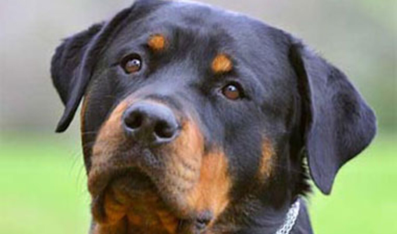 Research Reveals Dogs' Emotional Intelligence