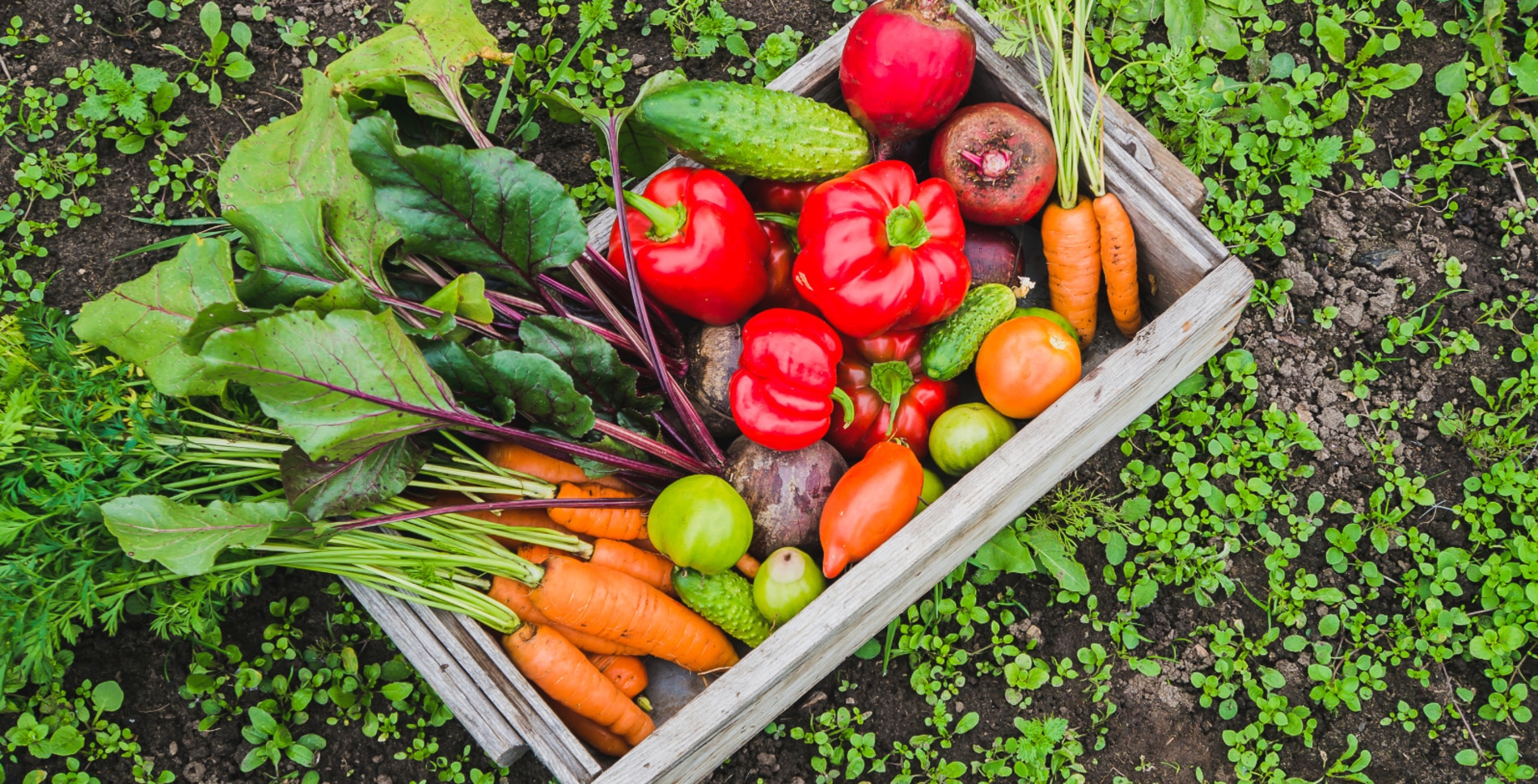 Eating Plant-Based Is the Best Thing You Can Do for the Planet. Here Are 4 Environmental Benefits of Going Vegan