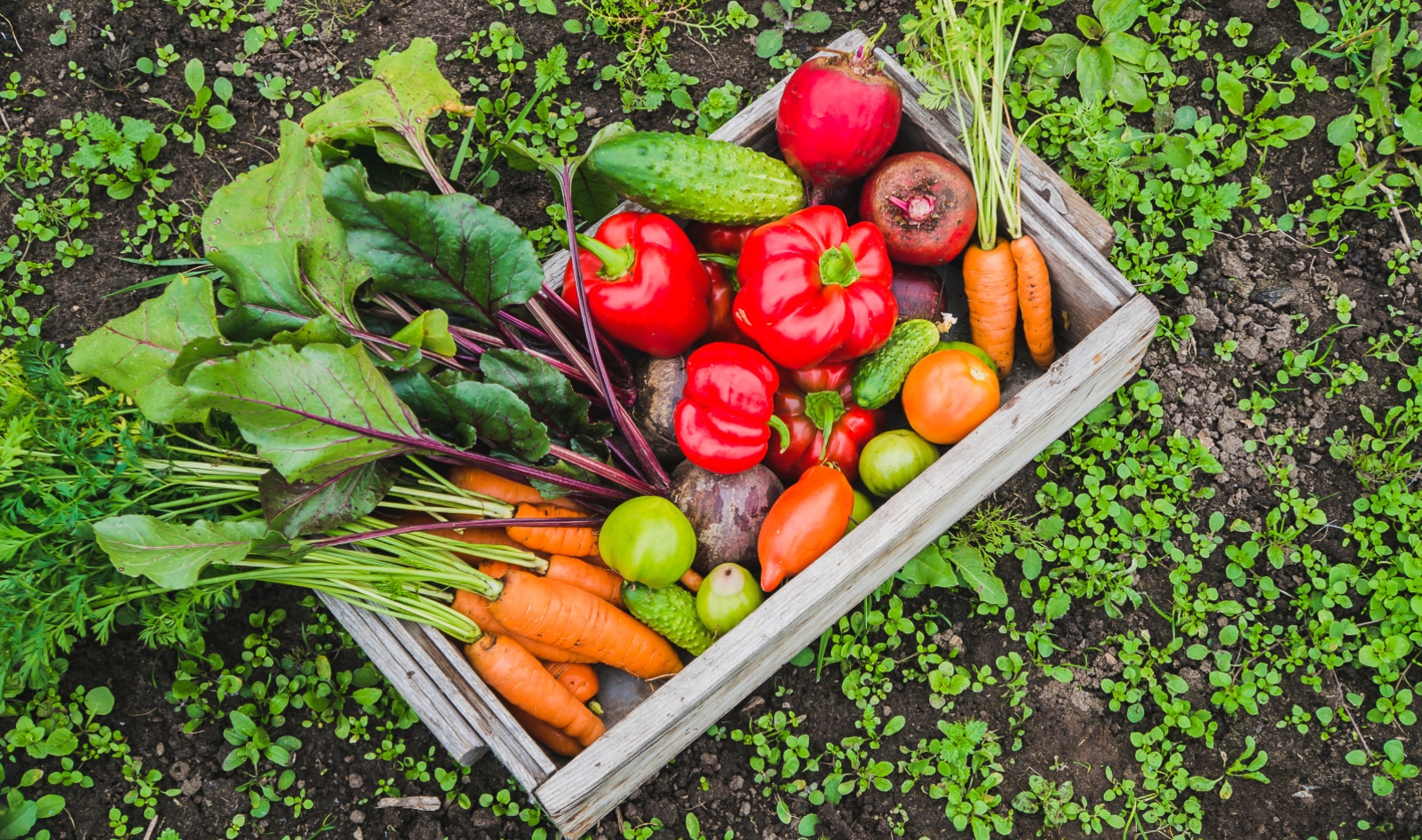 4 Major Environmental Benefits of a Vegan Diet