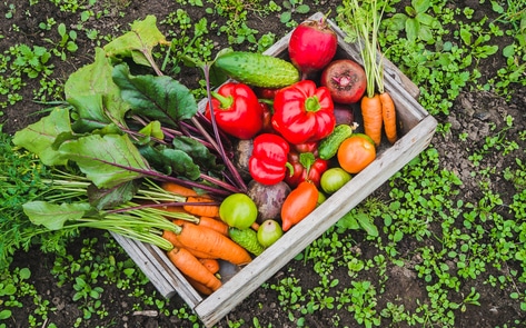 4 Major Environmental Benefits of a Vegan Diet