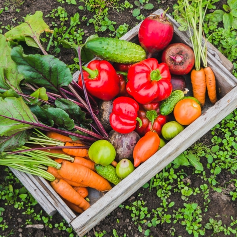 4 Major Environmental Benefits of a Vegan Diet