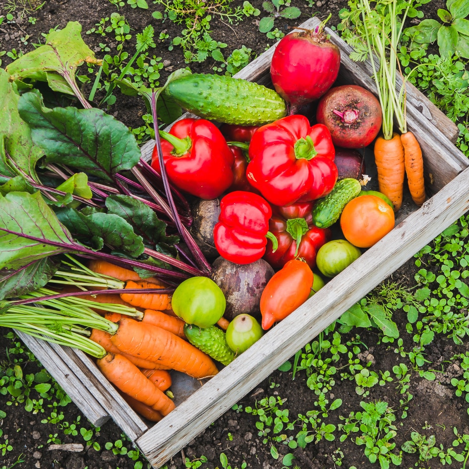 4 Major Environmental Benefits of a Vegan Diet