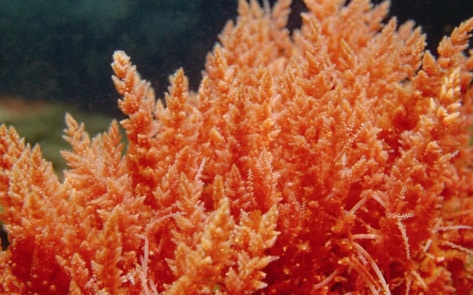What Is Sea Moss? Plus 5 Ways to Use It to Get the Best Benefits
