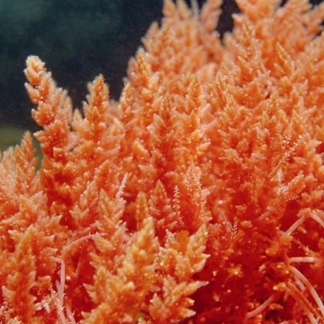 What Is Sea Moss? Plus, 5 Ways to Use It to Get the Best Benefits