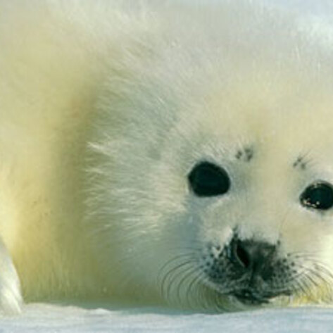 Chefs Say "No" to Seafood