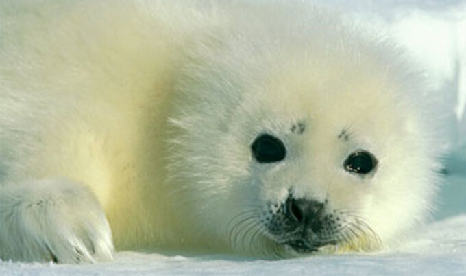 VND.BabySeal