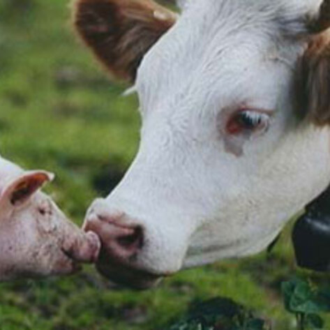 Montgomery County, MD Welcomes Meatless Mondays