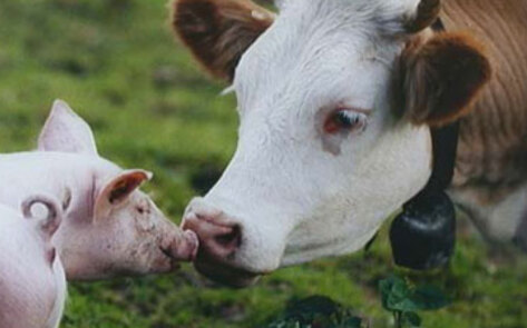 Be Kind To Animals Week