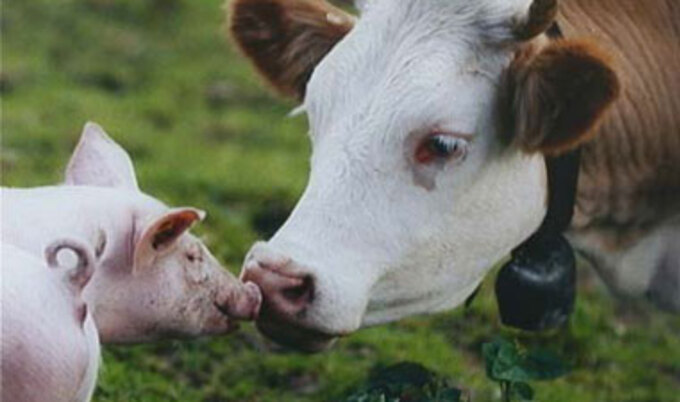 VND.PigCow