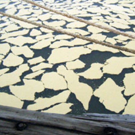 Veg Docs Clean Beef Fat