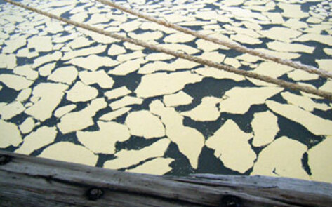 Veg Docs Clean Beef Fat