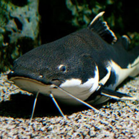 Cruel Fish Slaughter