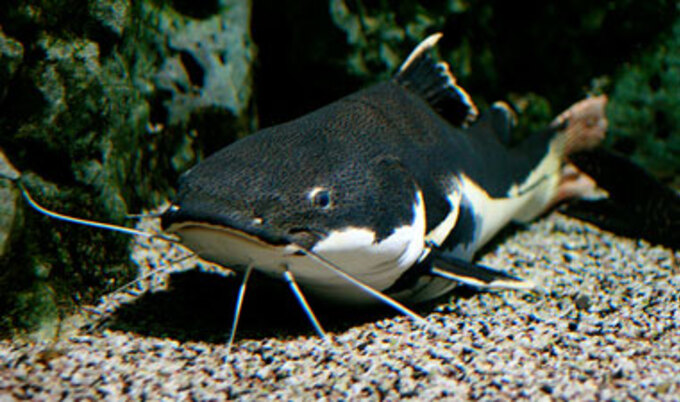 VND.Catfish