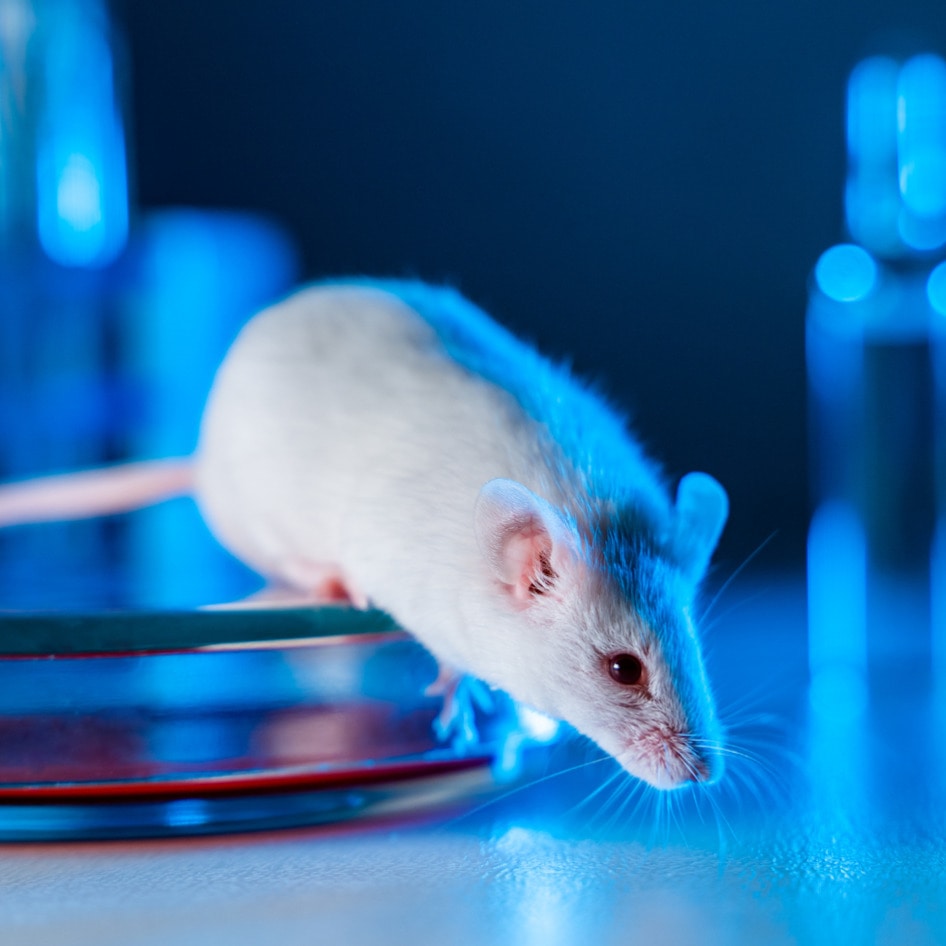 13 Bipartisan Lawmakers Demand FDA Set Guidelines for Animal-Free Drug Testing Methods&nbsp;