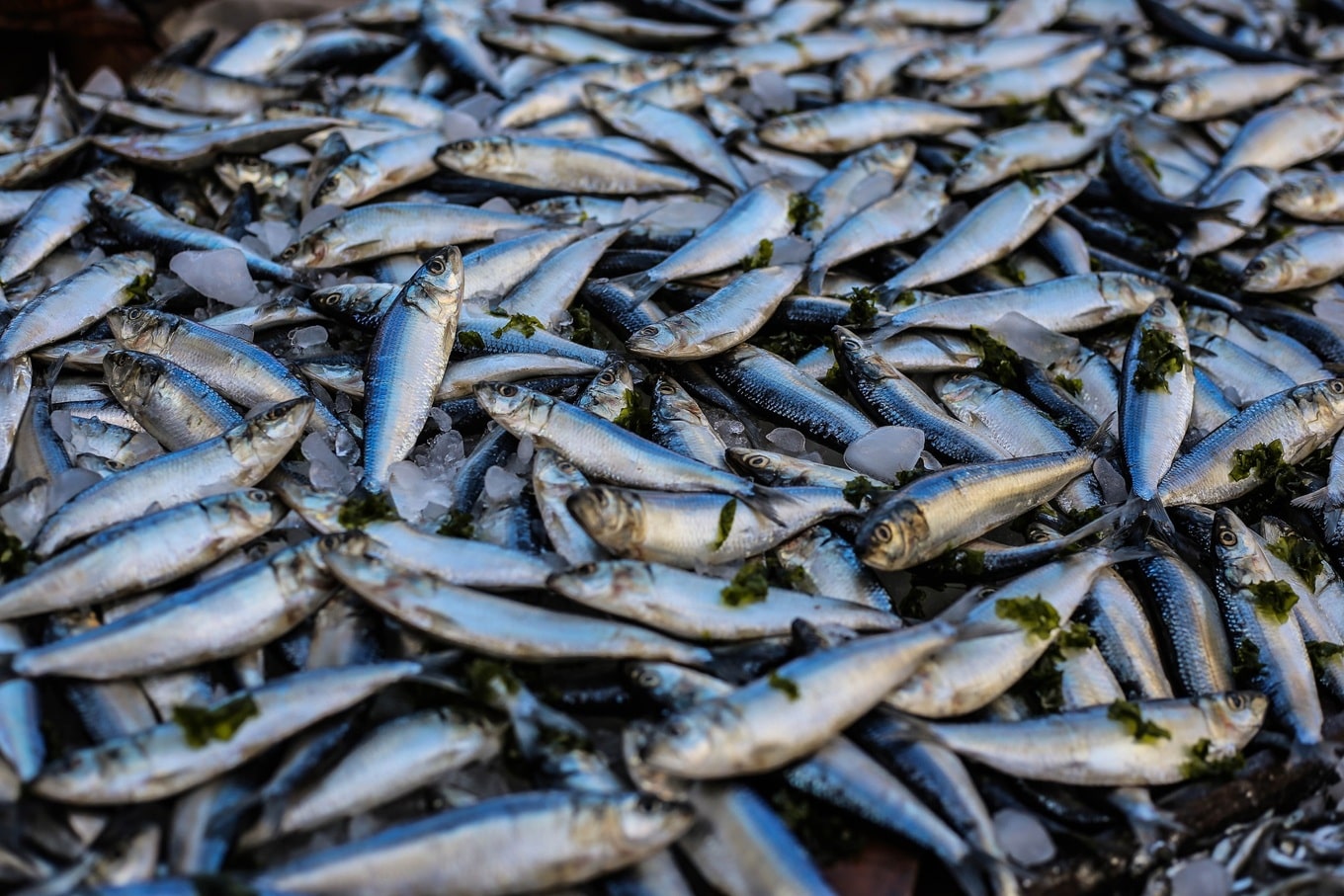 VegNews.Fish