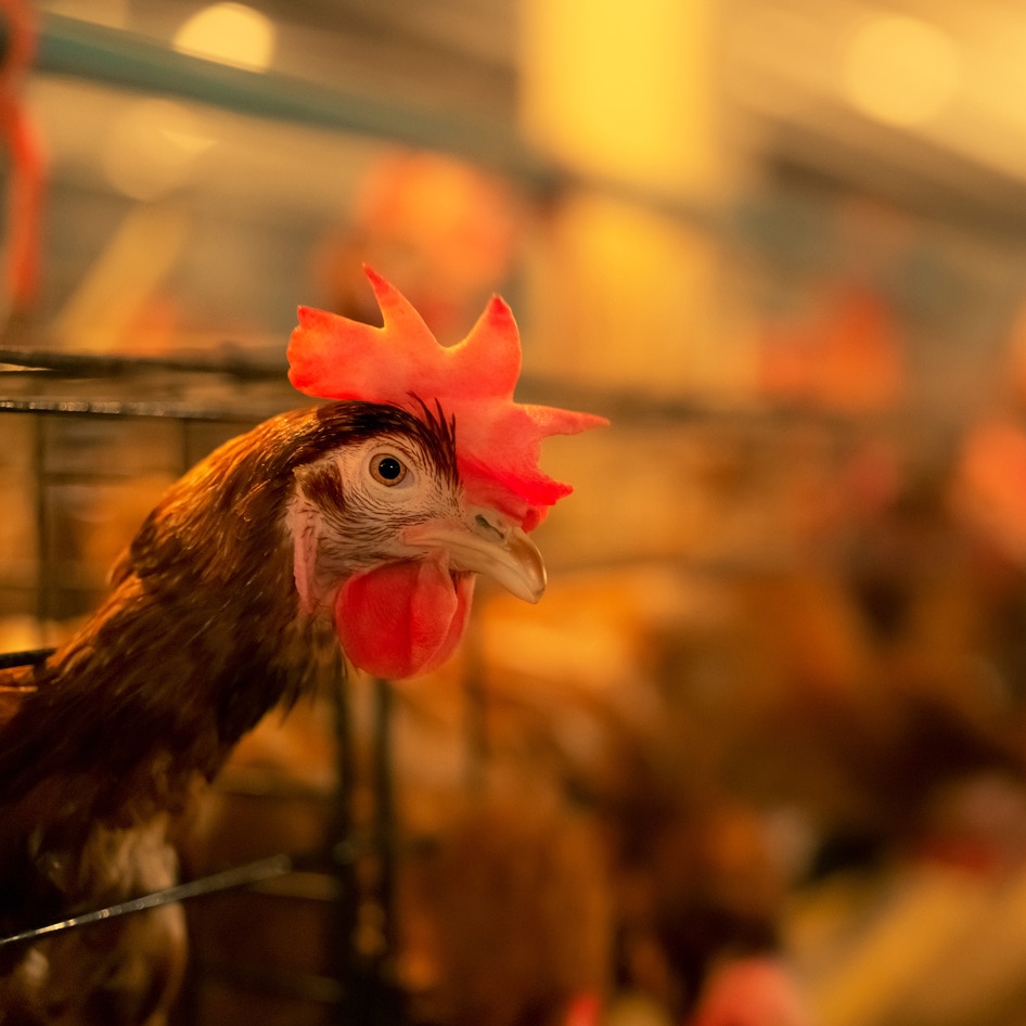 Britain’s “Cheap” Chicken Could Lead to Next Pandemic, Report Finds