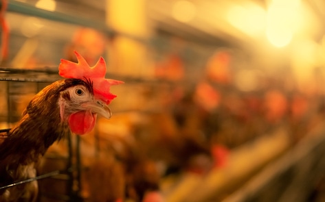 Britain’s “Cheap” Chicken Could Lead to Next Pandemic, Report Finds