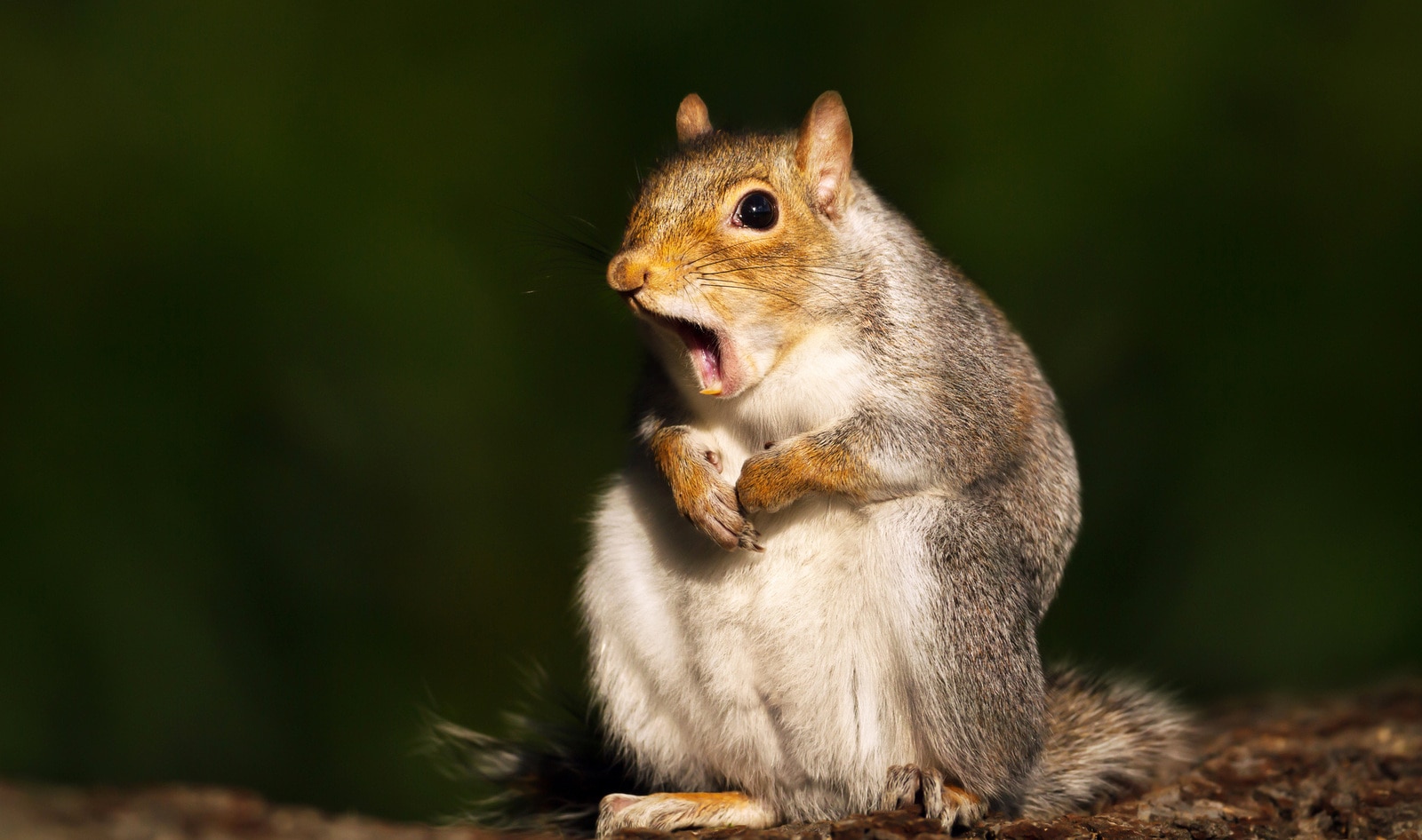 Study: Watching Cute Animal Videos Has Health Benefits