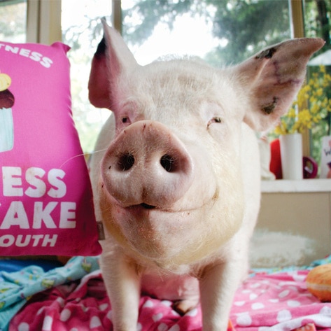 Country Crock and Esther the Wonder Pig Launch Vegan Cupcakes