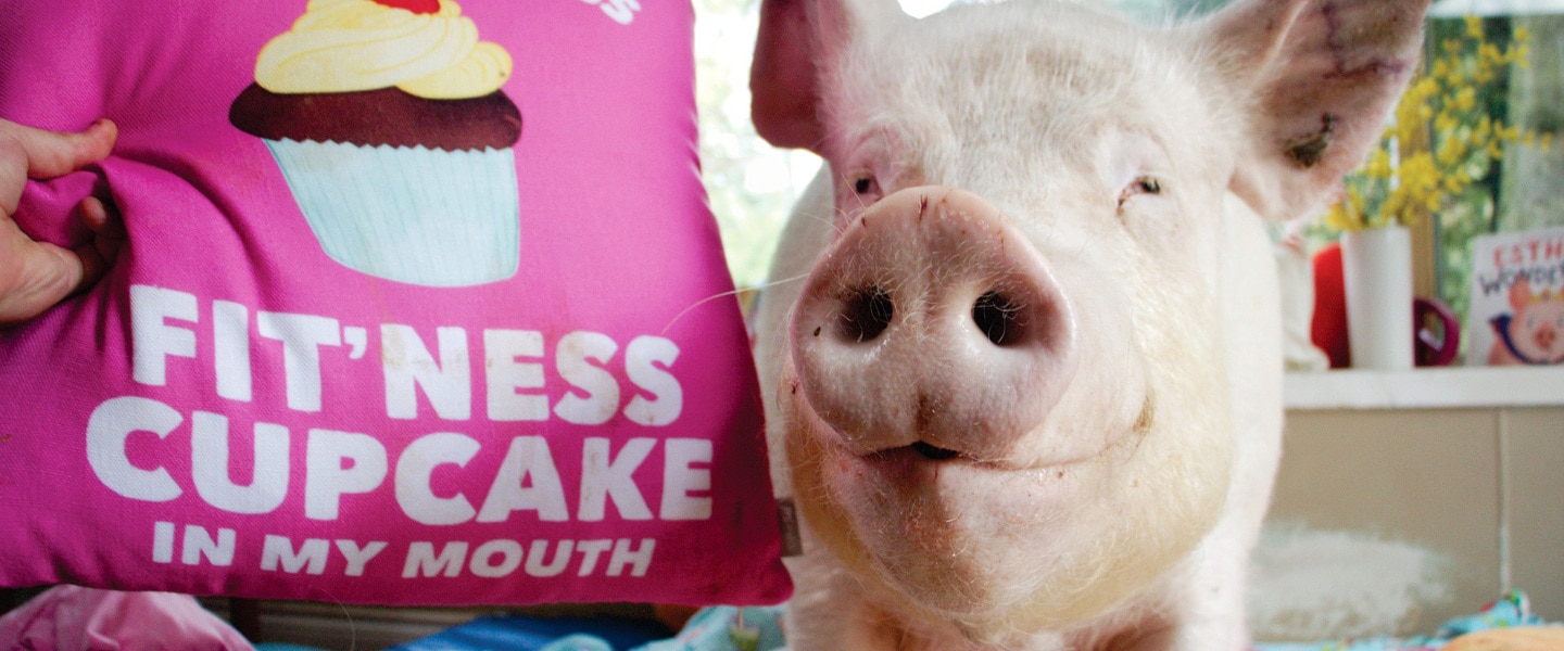 Country Crock and Esther the Wonder Pig Launch Vegan Cupcakes