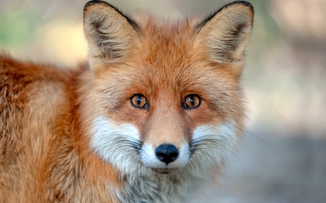 Israel Just Became the First Country in the World to Ban Fur Sales