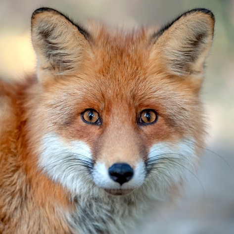 Israel Just Became the First Country in the World to Ban Fur Sales