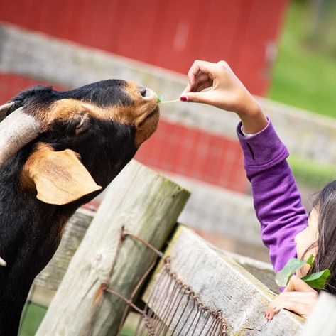Study: Animal Sanctuary Tours Help Visitors Ditch Animal Products