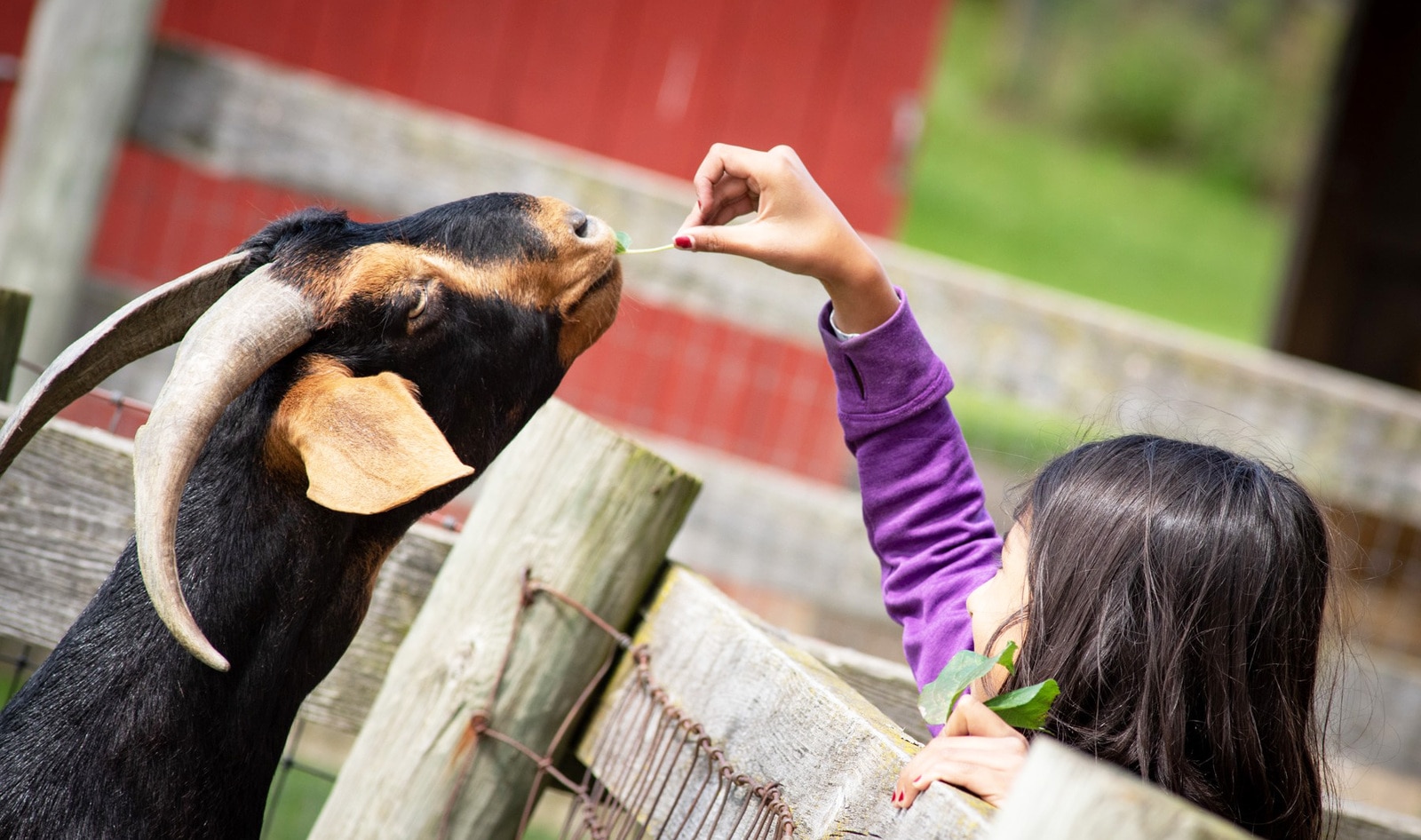 Study: Animal Sanctuary Tours Help Visitors Ditch Animal Products | VegNews Study: Animal Sanctuary Tours Help Visitors Ditch Animal Products | VegNews