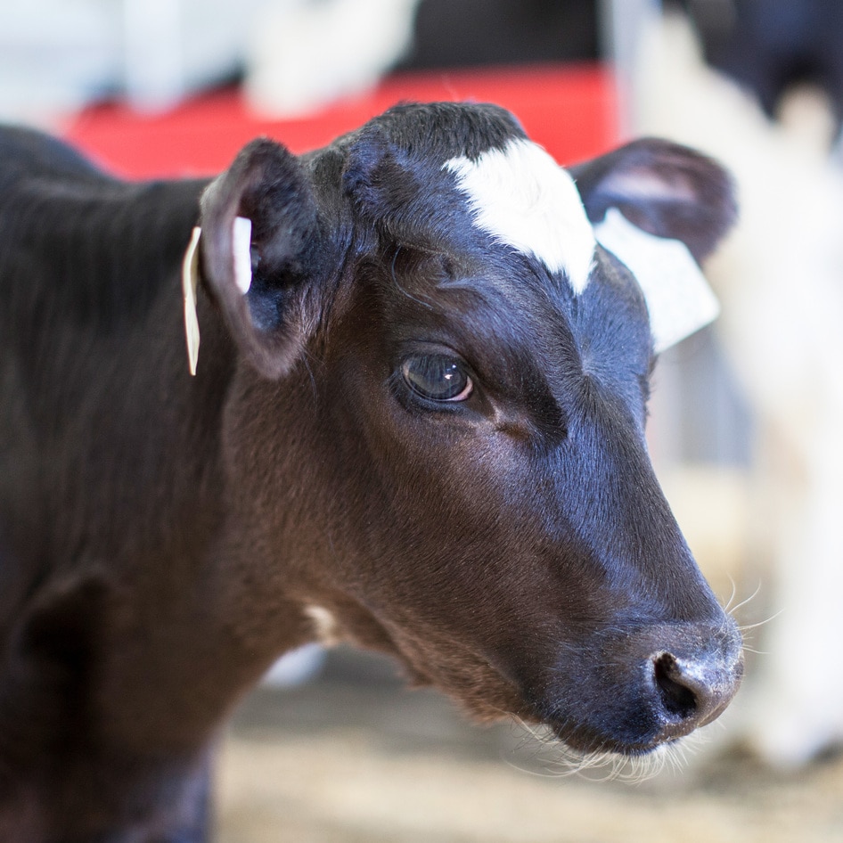 Undercover Investigation Exposes Fraud, Public Health Threats at Texas Dairy Auction