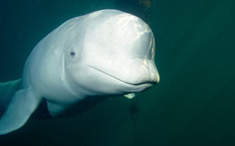 Palin Neglects Endangered Animals