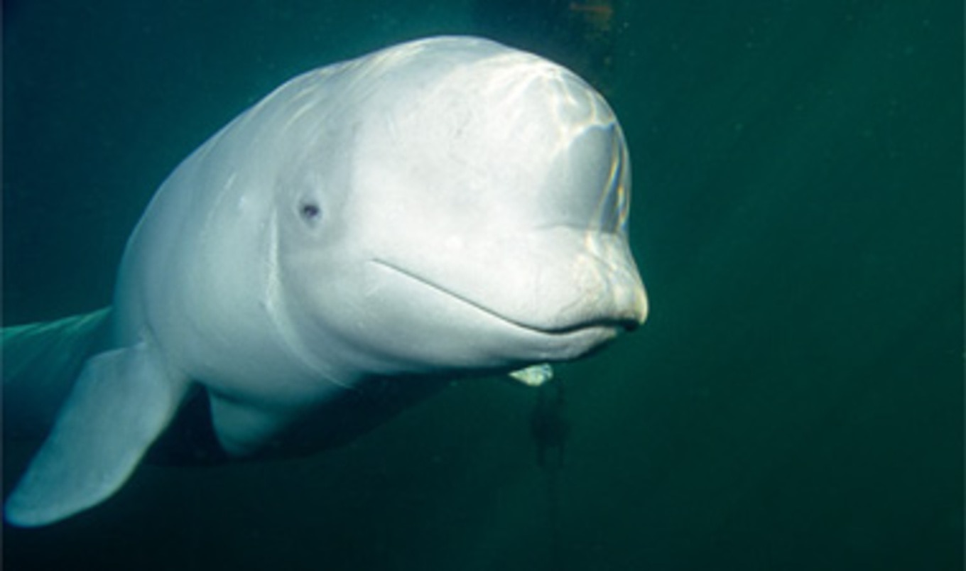 Fed. Government Denies the Import of Beluga Whales