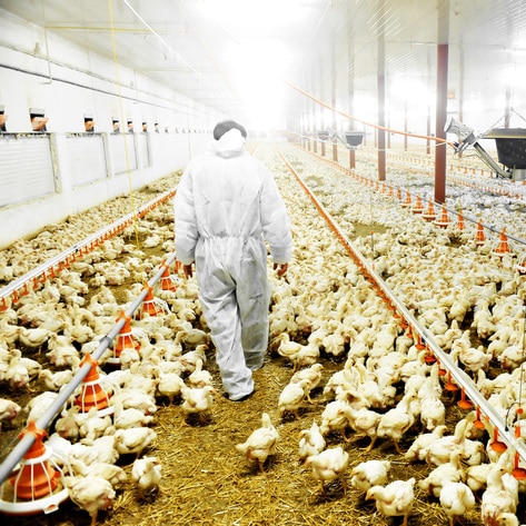 250 Climate Experts Warn Major Changes Needed in Factory Farming, Wildlife Trade To Prevent “Era of Pandemics” 