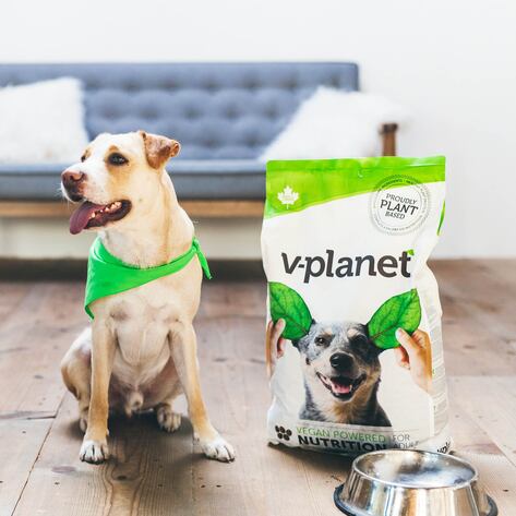 Vegan Dog Food Brand Launches in Japan to Help 9 Million Dogs Go Vegan