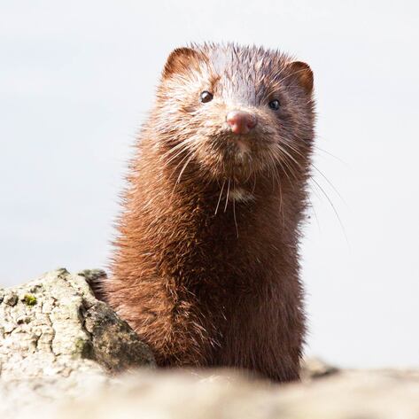 Denmark to Kill Up to 17 Million Mink to Stop Spread of Mutated COVID-19 Virus