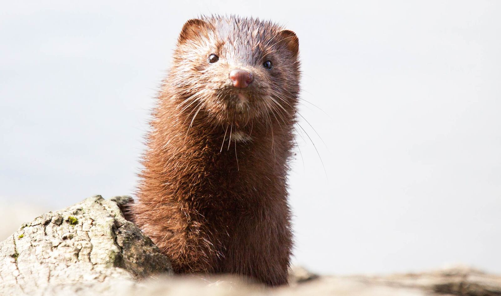 Denmark to Kill Up to 17 Million Mink to Stop Spread of Mutated COVID-19 Virus