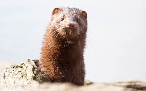 Denmark to Kill Up to 17 Million Mink to Stop Spread of Mutated COVID-19 Virus