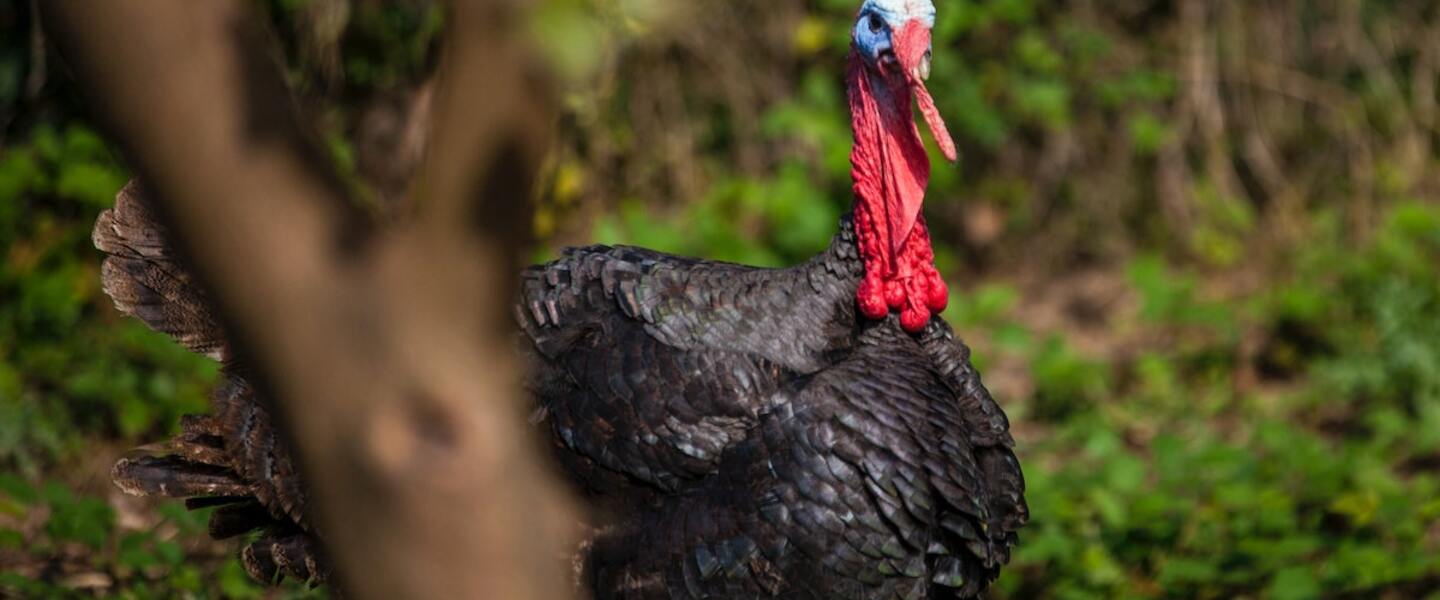 12 Wonderful Facts About Turkeys You Probably Didn't Know About 
